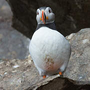 Atlantic Puffin