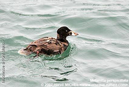 Surf Scoter male immature