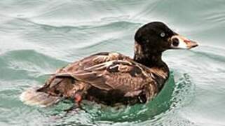 Surf Scoter