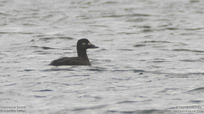 Velvet Scoter