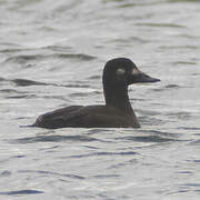 Velvet Scoter