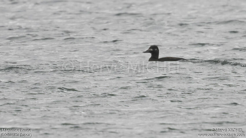 Velvet Scoter