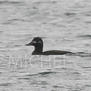 Velvet Scoter