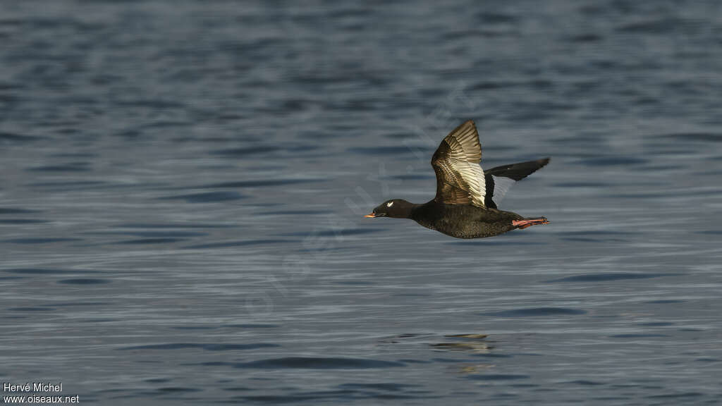 Stejneger's Scoter male adult breeding, pigmentation, Flight