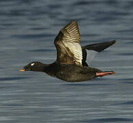 Stejneger's Scoter