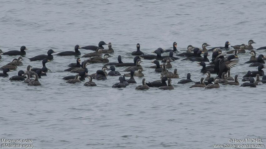 Common Scoter