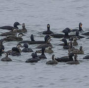 Common Scoter