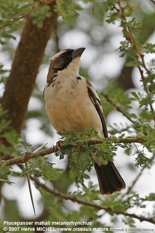 White-browed Sparrow-Weaveradult