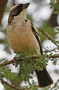 White-browed Sparrow-Weaver