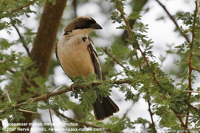 White-browed Sparrow-Weaveradult