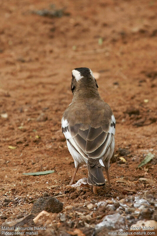 White-browed Sparrow-Weaveradult