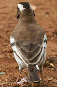 White-browed Sparrow-Weaver