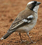 White-browed Sparrow-Weaver