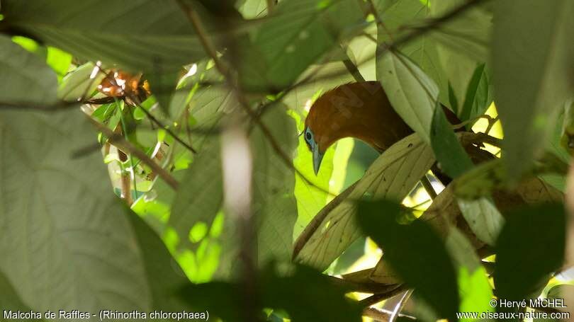 Raffles's Malkoha