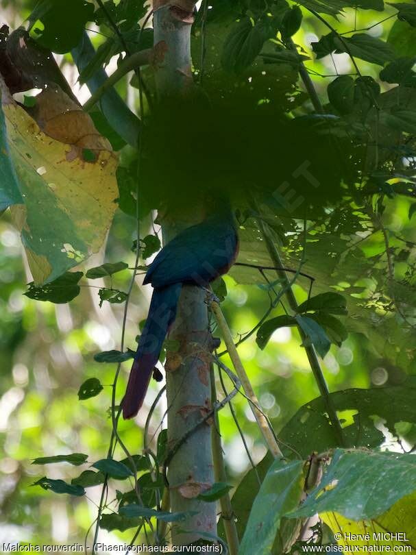 Chestnut-breasted Malkoha