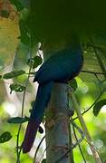 Chestnut-breasted Malkoha