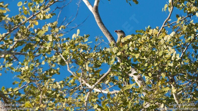 Sirkeer Malkoha