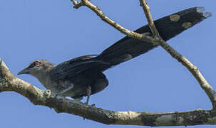 Green-billed Malkoha