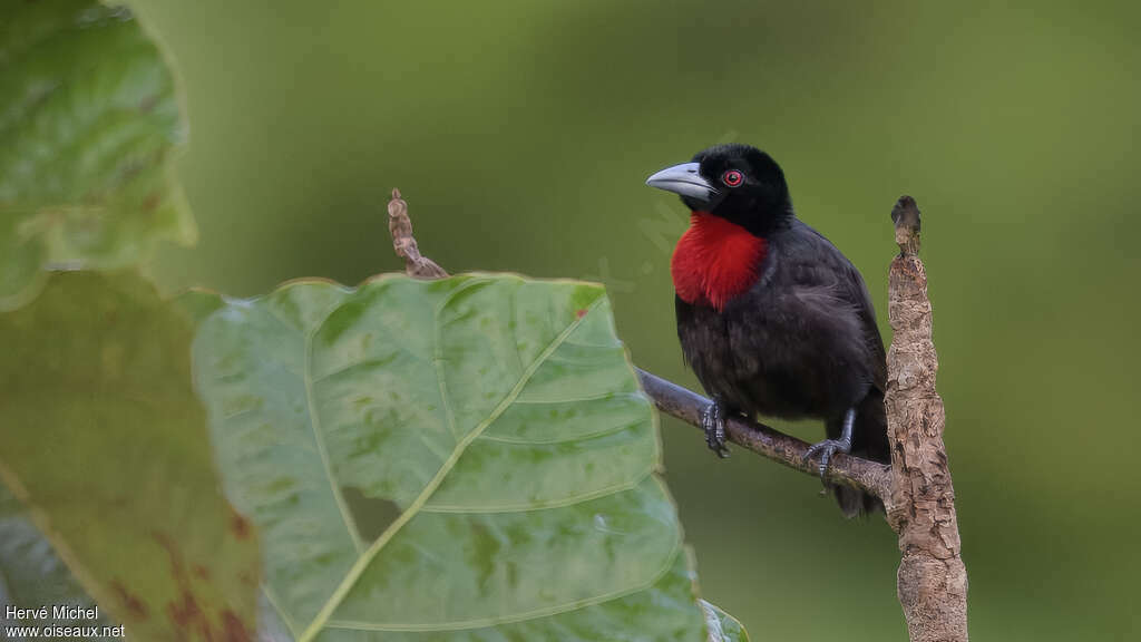 Blue-billed Malimbe