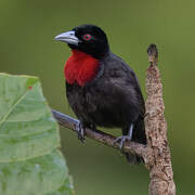 Blue-billed Malimbe