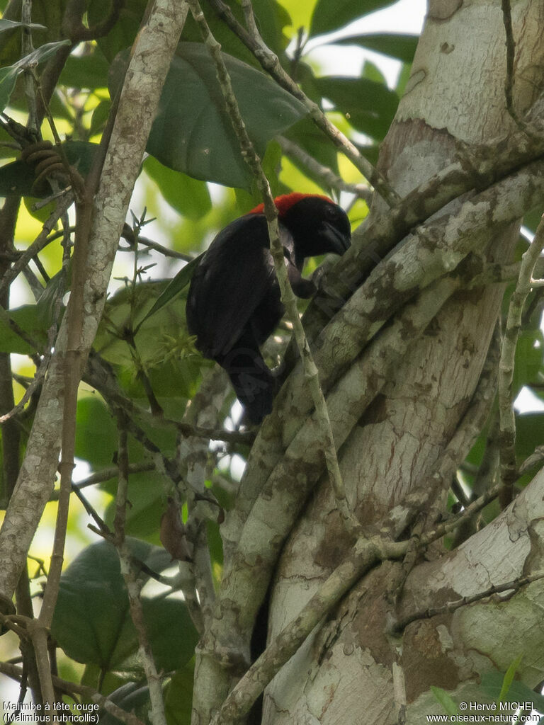 Red-headed Malimbe male adult