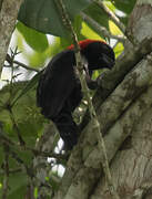 Red-headed Malimbe