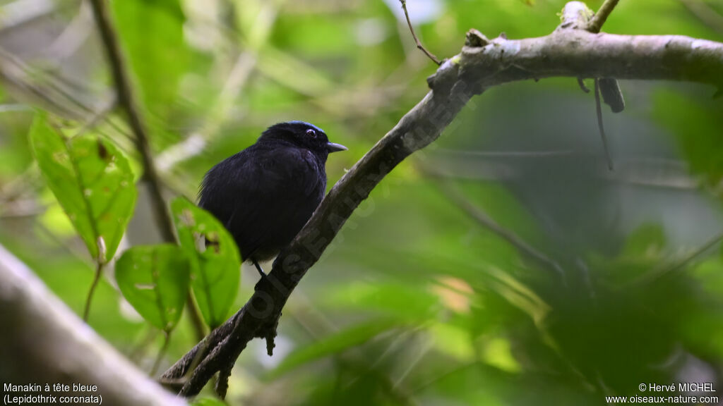 Manakin à tête bleue