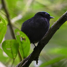 Manakin à tête bleue