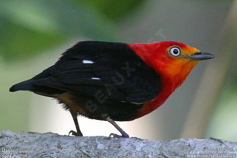 Crimson-hooded Manakin male adult, identification