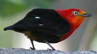 Crimson-hooded Manakin