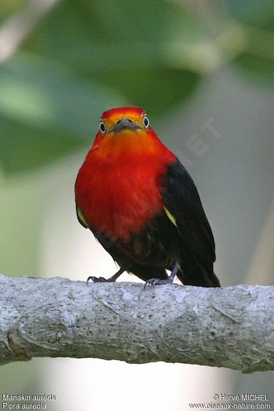 Manakin auréole mâle adulte, identification