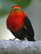 Crimson-hooded Manakin