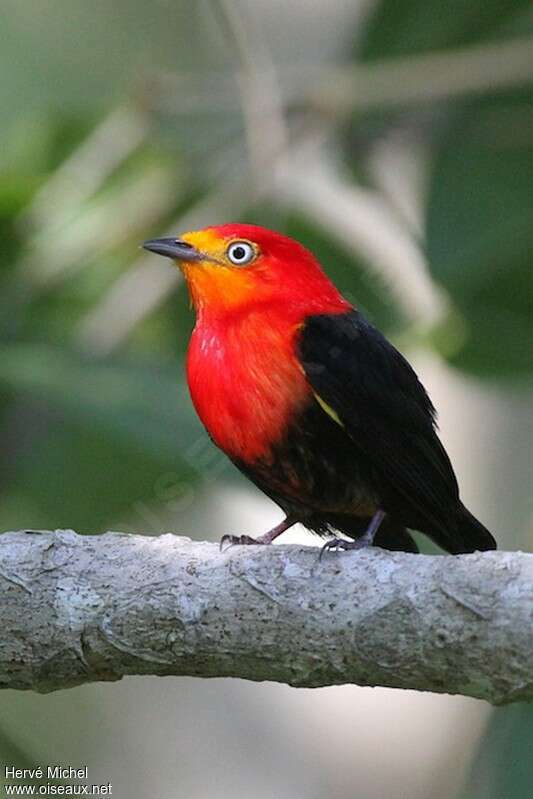 Crimson-hooded Manakin male adult, identification