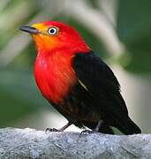 Crimson-hooded Manakin