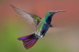 Black-throated Mango