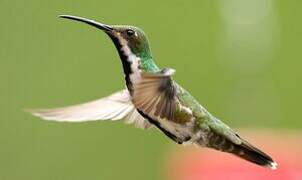 Black-throated Mango