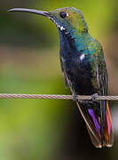 Black-throated Mango