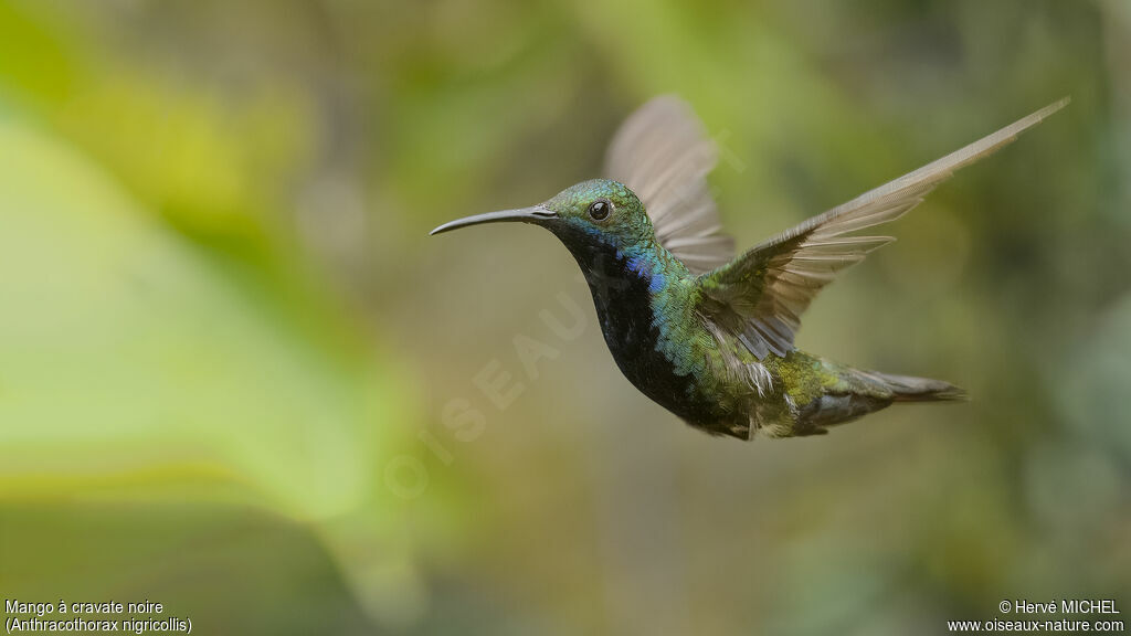 Black-throated Mango