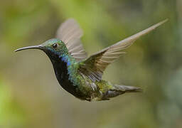 Black-throated Mango