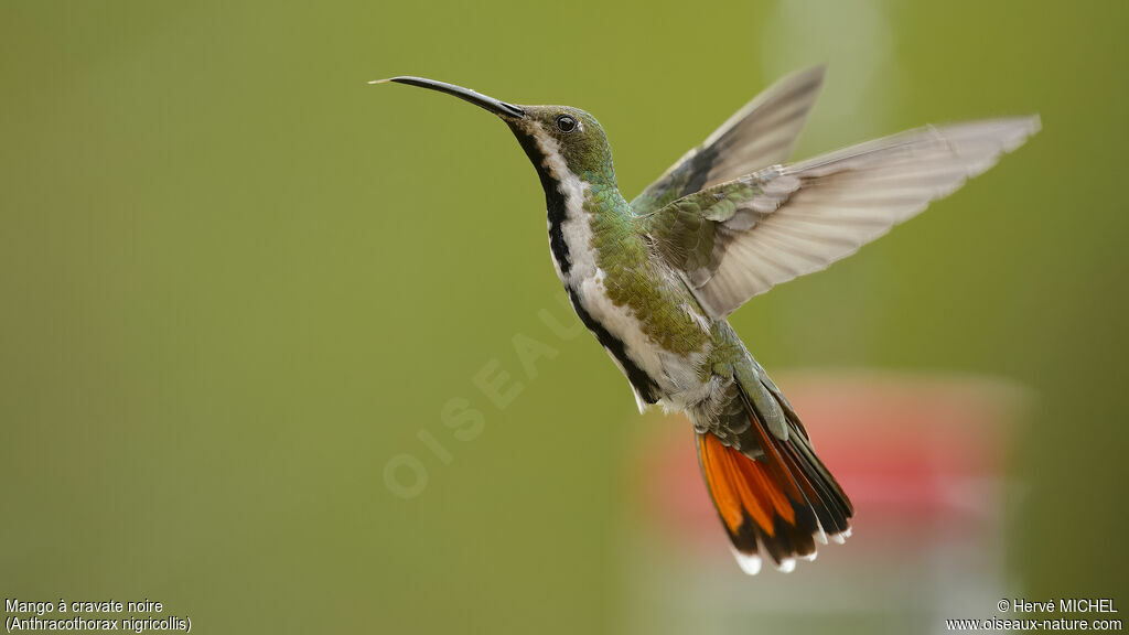 Black-throated Mango