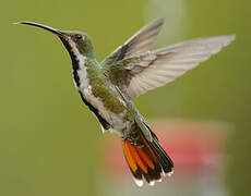 Black-throated Mango