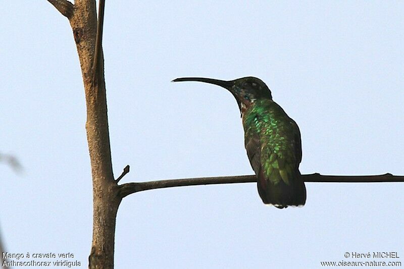 Mango à cravate verte mâle immature, identification