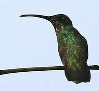 Green-throated Mango