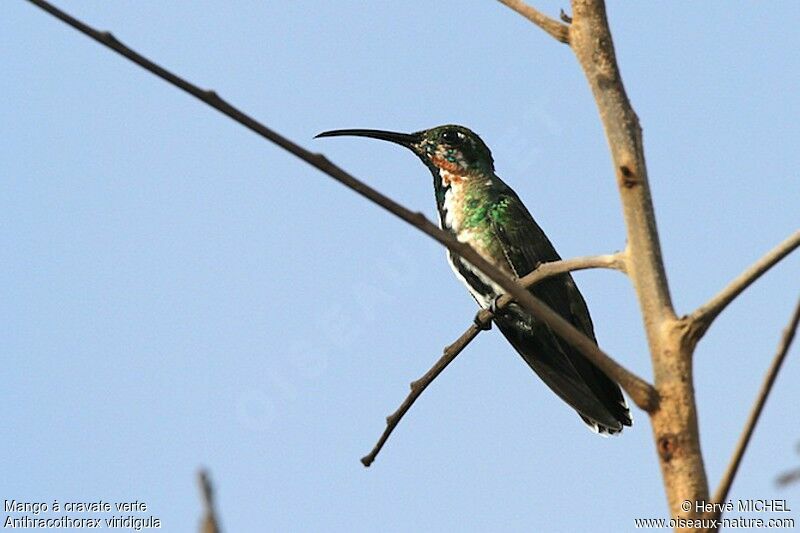 Mango à cravate verte mâle immature, identification