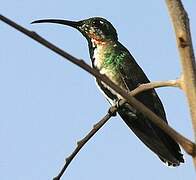 Green-throated Mango