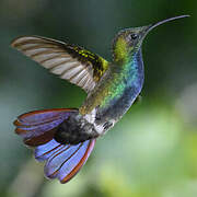 Green-breasted Mango