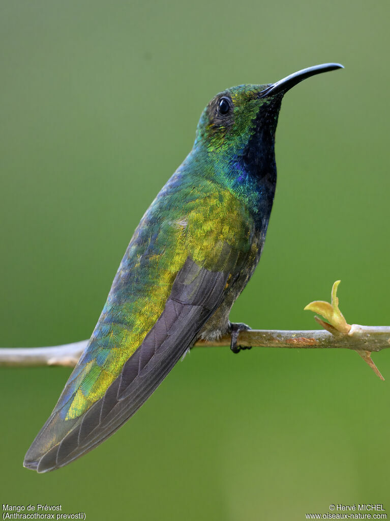 Green-breasted Mango male adult