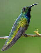 Green-breasted Mango