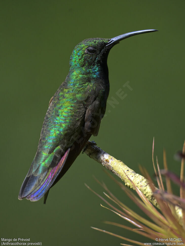 Green-breasted Mango