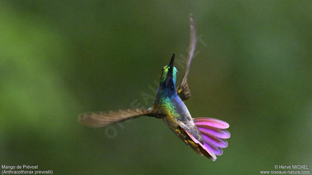 Green-breasted Mango